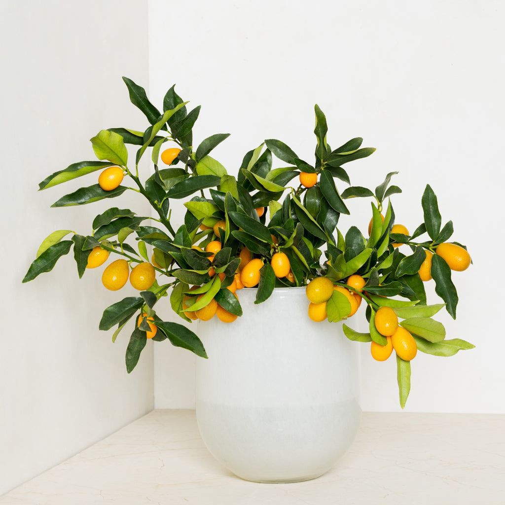 Large White Barrel Vase