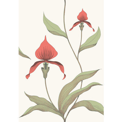 Cole & Son Orchid