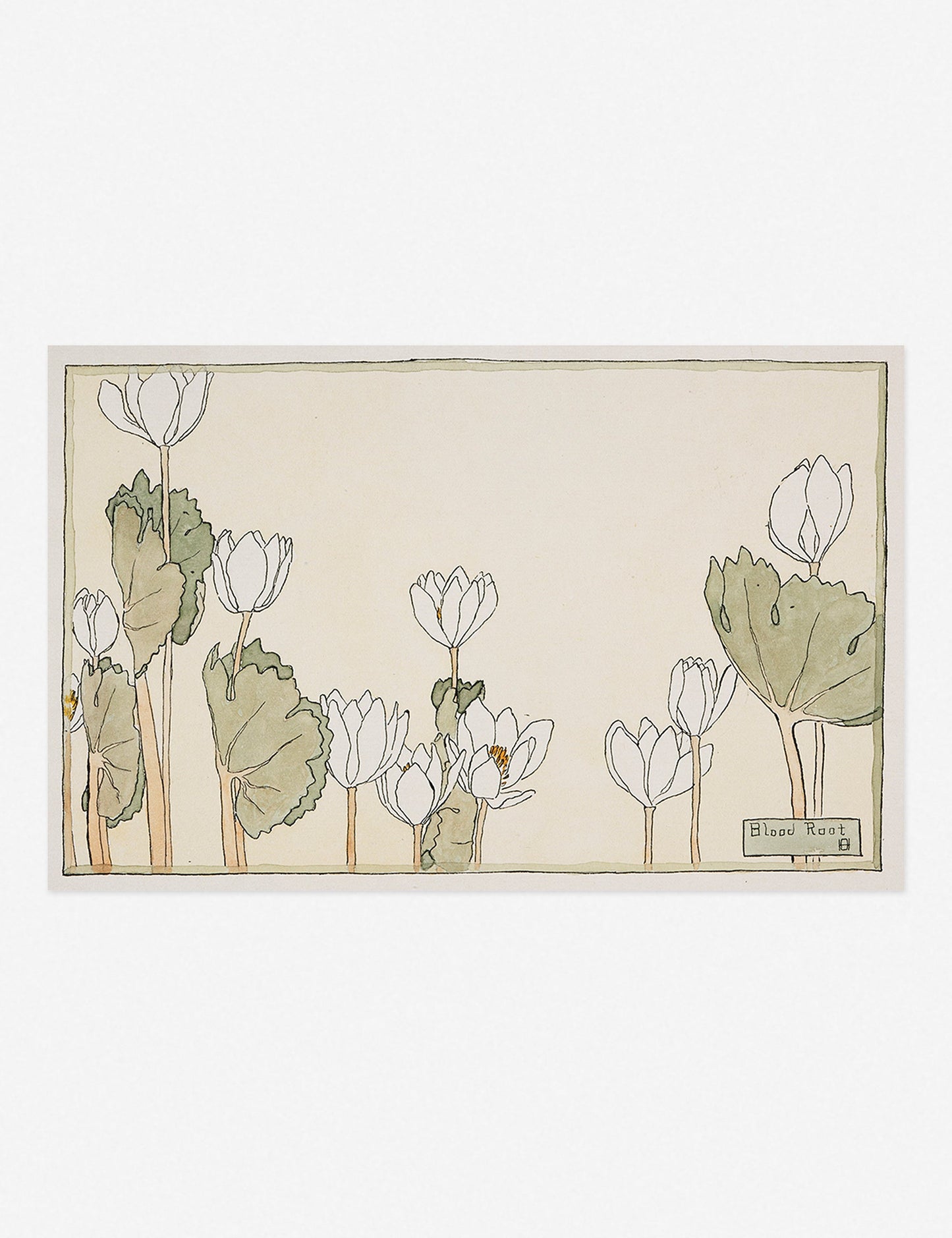 Blood Root Print by Hannah Borger Overbeck