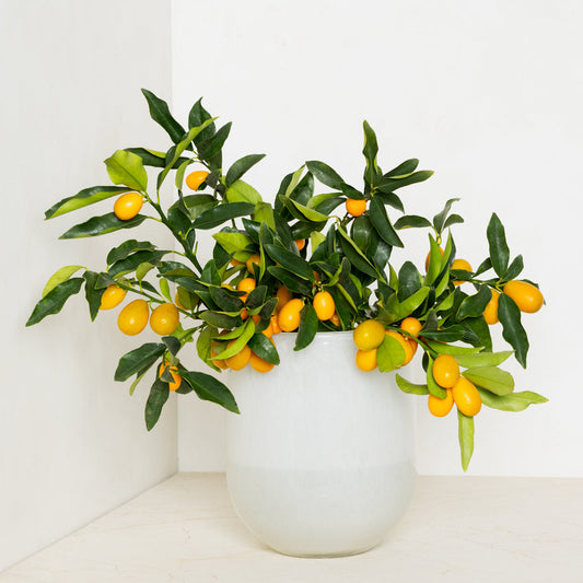 Large White Barrel Vase