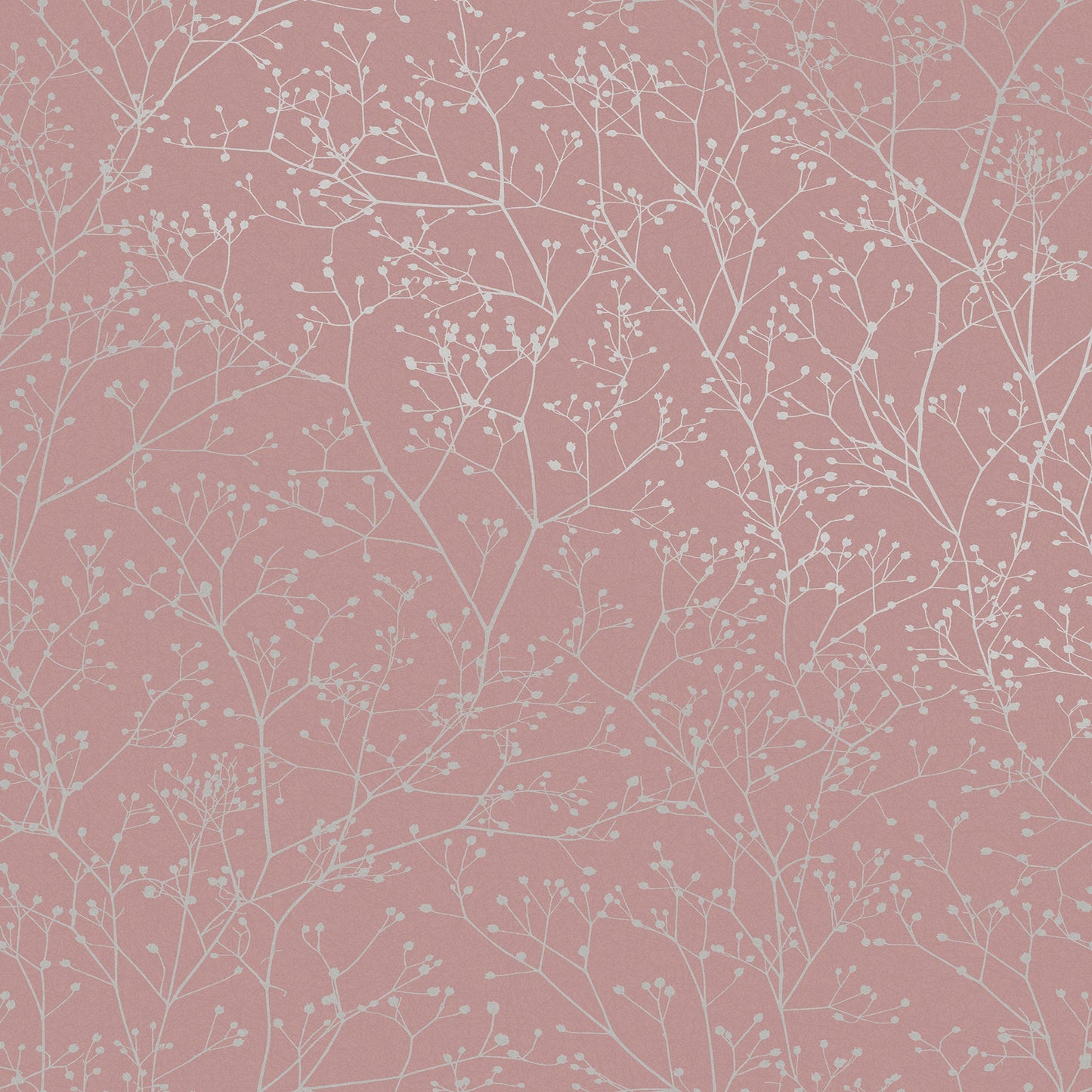 Gypsophila Wallpaper