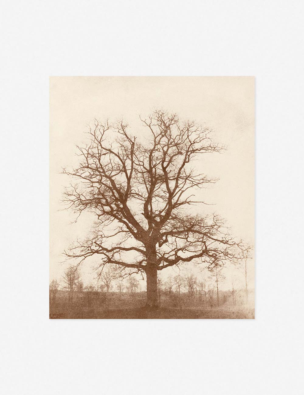 #color::unframed #frame-option::unframed #size::20--x-17- #size::26--x-22- #size::22--x-19- #size::28--x-24- | Oak Tree Print unframed