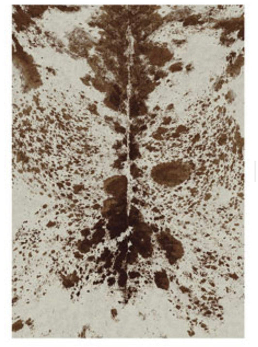 Pioneer Longhorn area RUG